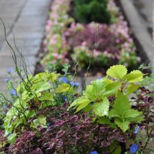 Commercial property curbside landscaping with colorful seasonal flowers