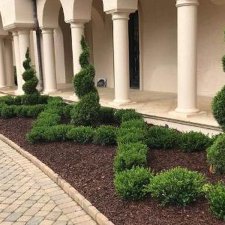 Front yard landscape with spiral topiary shrubs and neatly mulched garden beds along a stone walkway