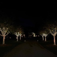 Trees wrapped in warm white lights along a dark residential driveway