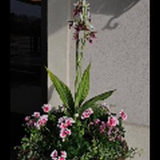 Decorative planter filled with pink and green ornamental flowers
