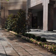 Commercial streetscape landscaping with magnolia trees and flowering plant bed